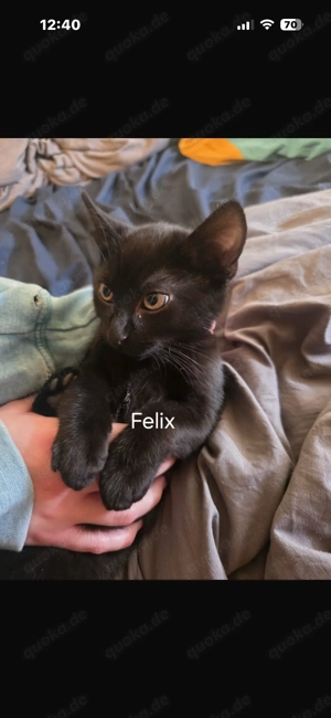 Kitten zu verkaufen männlich 