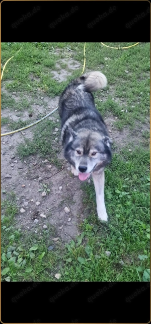 Sibirien Husky Rüde