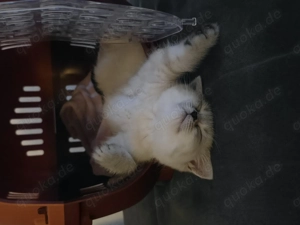 British shorthair kitten 