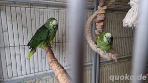 2 x Blaustirnamazonen aestiva (auch Einzelabgabe)