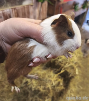 Hübsche Meerschweinchen Jungtiere