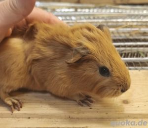 Hübsche Meerschweinchen Jungtiere