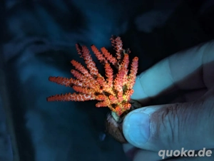 Ableger Korallen Meerwasser SPS LPS Euphylia Bild 3