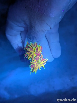 Ableger Korallen Meerwasser SPS LPS Euphylia Bild 10