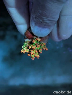 Ableger Korallen Meerwasser SPS LPS Euphylia Bild 9