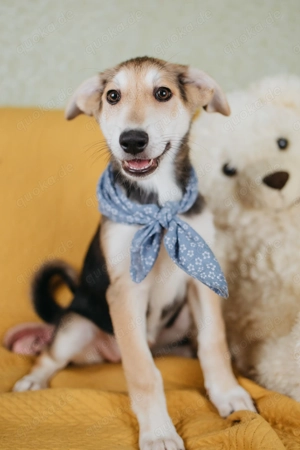 Luna - das neugierige Welpenherz auf der Suche nach seinem Zuhause