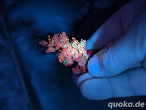 Ableger Korallen Meerwasser SPS LPS Euphylia