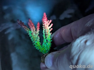 Ableger Korallen Meerwasser SPS LPS Euphylia Bild 5