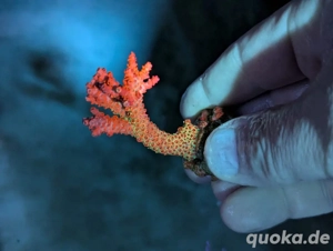 Ableger Korallen Meerwasser SPS LPS Euphylia Bild 6