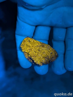 Ableger Korallen Meerwasser SPS LPS Euphylia Bild 8