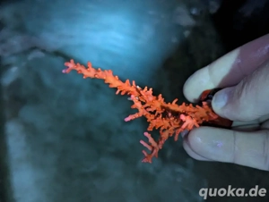 Ableger Korallen Meerwasser SPS LPS Euphylia Bild 4