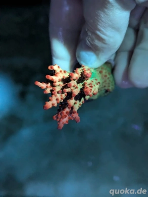 Ableger Korallen Meerwasser SPS LPS Euphylia Bild 7