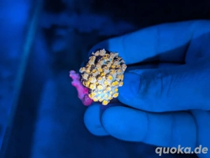 Ableger Korallen Meerwasser SPS LPS Euphylia Bild 2