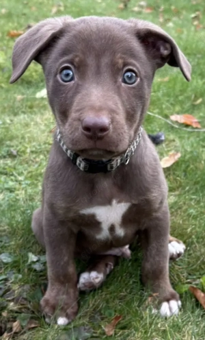 Stich sucht lebenslängliches Glück und Liebe in Geborgenheit 