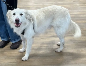 Snow der liebe Schmuser sucht sein Körbchen   in 82284