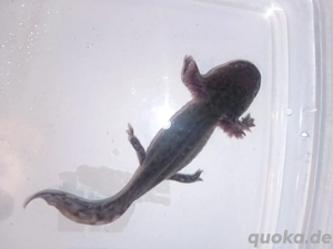Axolotl Frühjahr 25