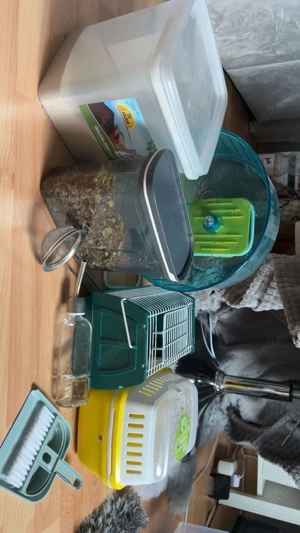 Degus mit komplett Zubehör 