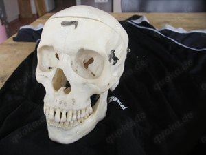 menschlicher Schädel , Zahnmedizin, Medizin, Gothic. Bild 3