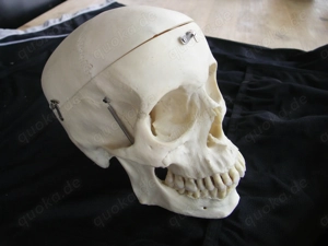 menschlicher Schädel , Zahnmedizin, Medizin, Gothic. Bild 2