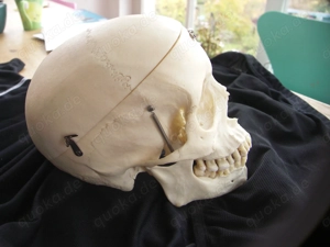 menschlicher Schädel , Zahnmedizin, Medizin, Gothic. Bild 5