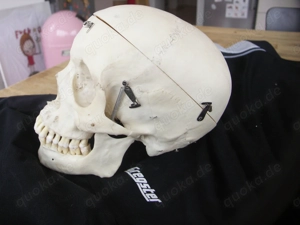 menschlicher Schädel , Zahnmedizin, Medizin, Gothic. Bild 4