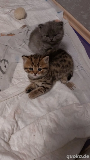 Britisch kurzhaar Kitten 