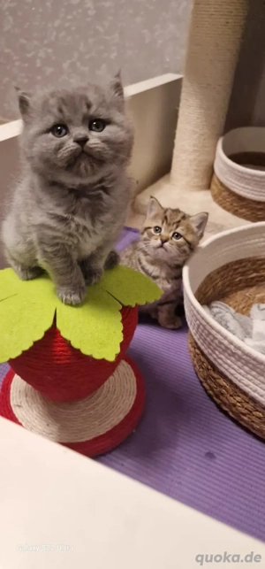 Britisch kurzhaar Kitten 