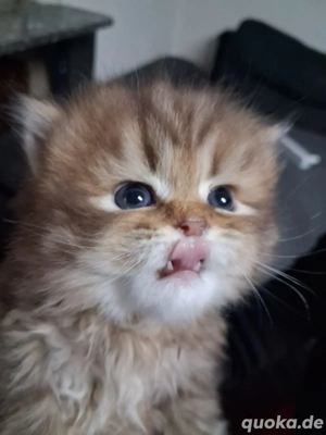 Britische kätzhen