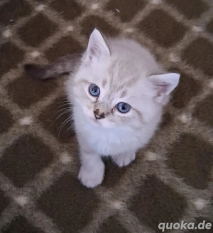 Babys Katze Originale BKH und Blh 