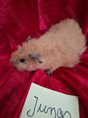 Meerschweinchen Babys Böckchen