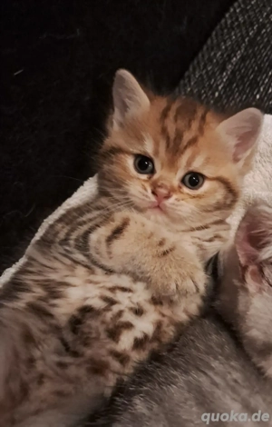 Perser BKH Kitten (Junge)