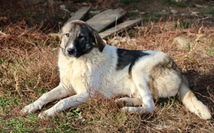 Hier kommt unser Star, Charlie Brown!