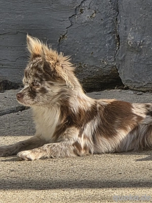 junges chihuahua mädchen schoko merle sucht kuschelplatz für immer