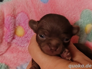 *Nur noch ein kleines schoko Mädchen mit Ahnentafel*