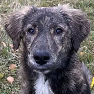 Kaya, geb. ca. 05 2025, lebt auf einer Pflegestelle in 95168 Marktleuthen