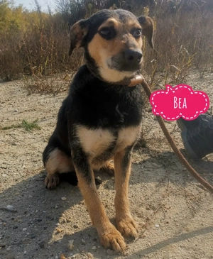 Bea, seit 3 Jahren im Tierheim, benötigt dringend ein Zuhause! 