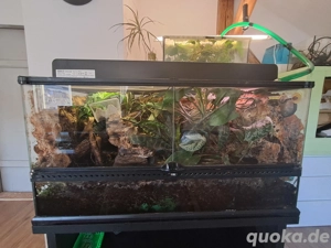 Exo Terra Terrarium inklusive 18 Jungferngeckos zu verkaufen 