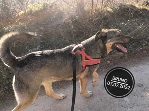 DRINGEND Pflegestellen für unsere Welpen und Junghunde gesucht Bild 6