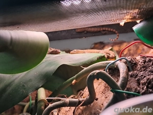 Komplettes Exo Terra Terrarium (90 45 45 cm) + 60 I Erweiterunasbecken Jungferngecko-Ökosystem mit c