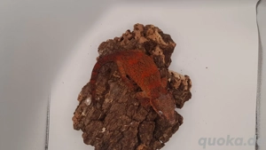   reserviert  Rhacodactylus Auriculatus   Bild 2