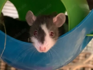  Zahme, soziale Ratten Jungtiere aus serilöser Zucht