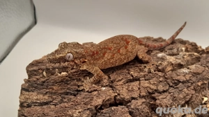 Rhacodactylus Auriculatus 