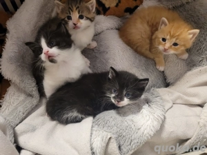 Mainecoon Mix Kitten 