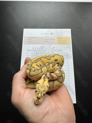 Königspython Zuchtanlage - super Angebot - Lieferung möglich