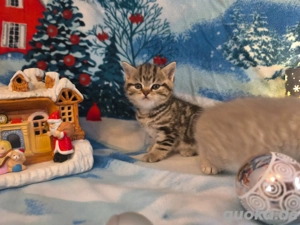 BKH Britisch Kurzhaar  , letzte Mädchen 