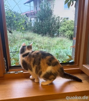 hübsches Main Coon Mix Glückskätzchen