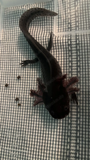 6 Axolotl abzugeben! Einzelne Abgabe auch möglich!