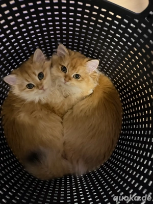 British Golden Longhair Kitten