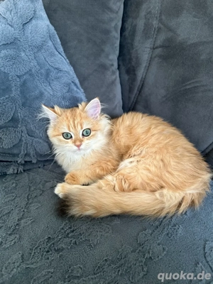 Golden Lilac Stanbaum Kitten