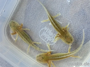 Axolotl abzugeben... Interesse 